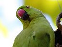 Parakeet