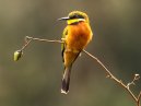 BeeEater