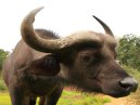 Cape Buffalo