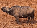 Cape Buffalo