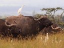 Cattle Egret