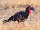 Hornbill