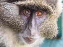Hotel Monkey