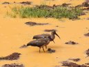Ibis