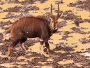 Bushbuck