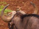 Oxpecker