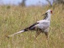 Secretary Bird