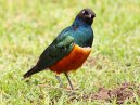 Starling