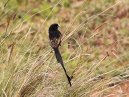 WidowBird