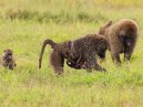 Baboons