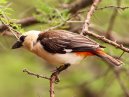 Buffalo Weaver