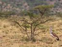Bustard