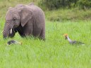 CrownedCranes