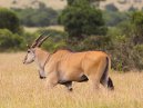 Eland