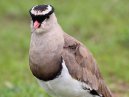 Plover