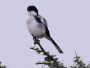 Shrike
