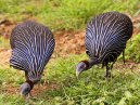 Vulturine GineaFowl
