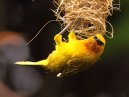 Weaver Bird