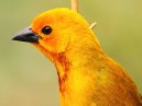 Yellow Bird