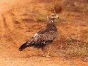 Big Eagle
