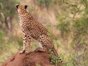 Cheetahs
