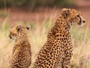 Cheetahs2