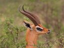 Gerenuk