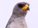 Goshawk