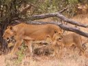 Lions