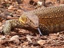 Monitor Lizard