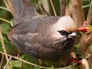 Mousebird