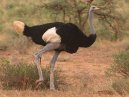 Ostrich