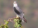 Black Shoulder Kite