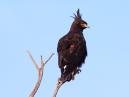 Crested Eagle