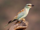 Eurasian Roller