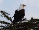 Fish Eagle