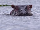 Hippos