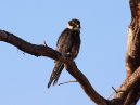 Lanner Falcon