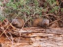 Mongoose