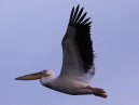 Pelican