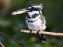 Pied Kingfisher