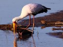 Stork
