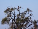 Vultures