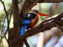 Woodland Kingfisher