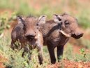 Baby Warthog