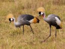Crowned Cranes