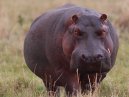 Hippo
