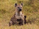 Hyena Cubs