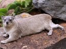 Hyrax