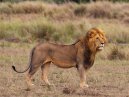 Man Lion